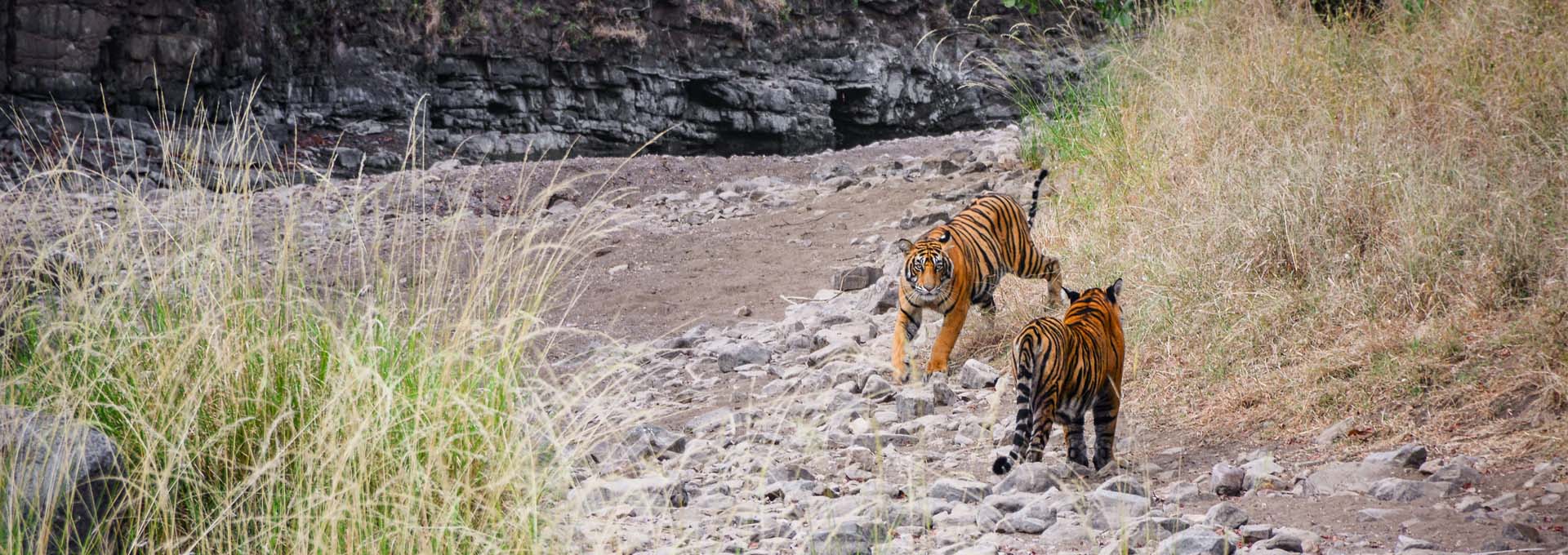 Golden Triangle with Ranthambore Tour