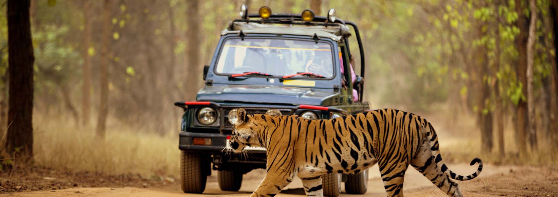 Rural Rajasthan Tour by horse and jeep Safaris