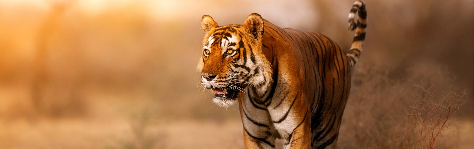 Golden Triangle with Tiger