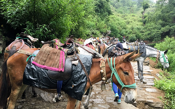 Valley of Flowers and Hemkund Sahib Tour