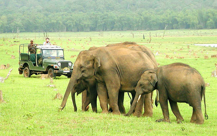 Wildlife Tour of South India